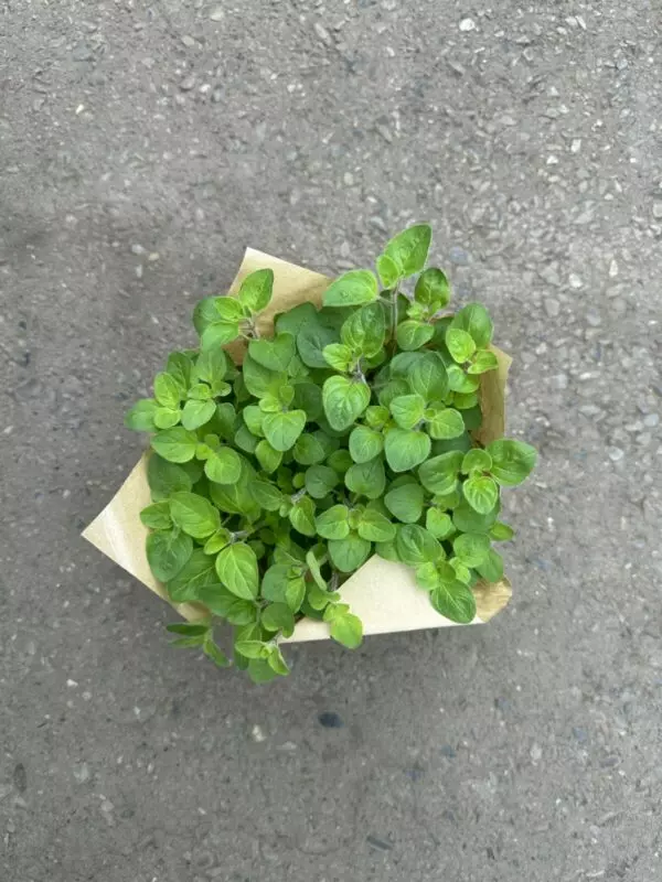Large Oregano Plants - Culinary Herbs