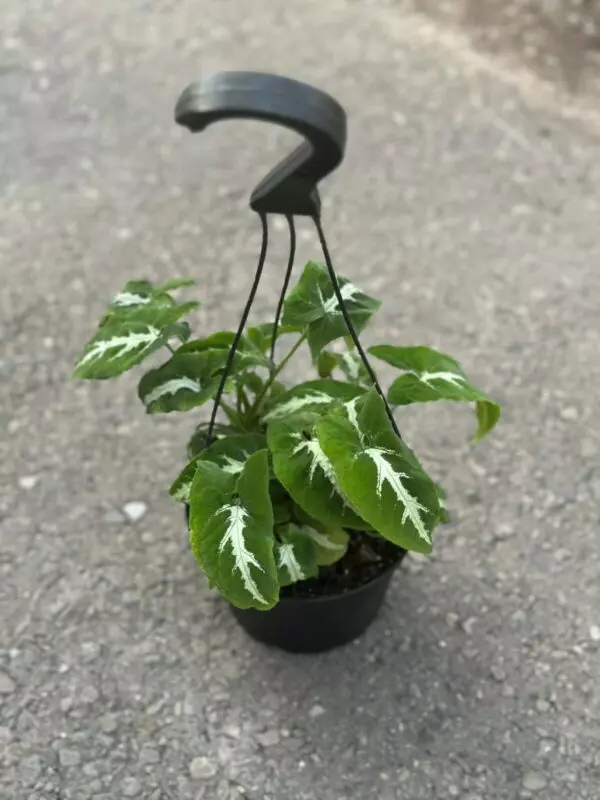 Syngonium wendlandii