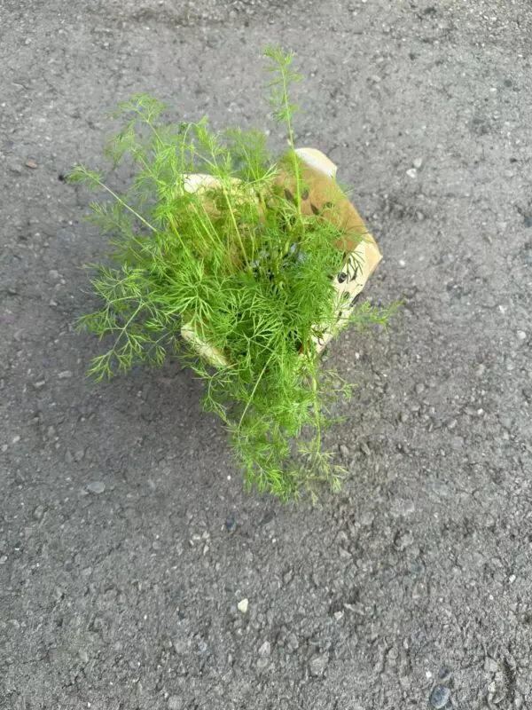 Large Dill Plants - Culinary Herbs