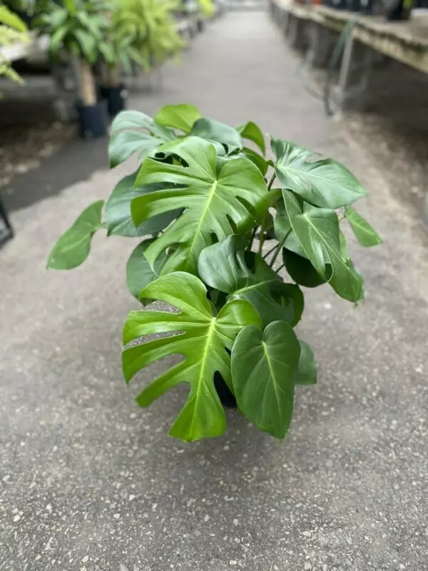 Monstera Deliciosa (Swiss Cheese Plant) - Image 4