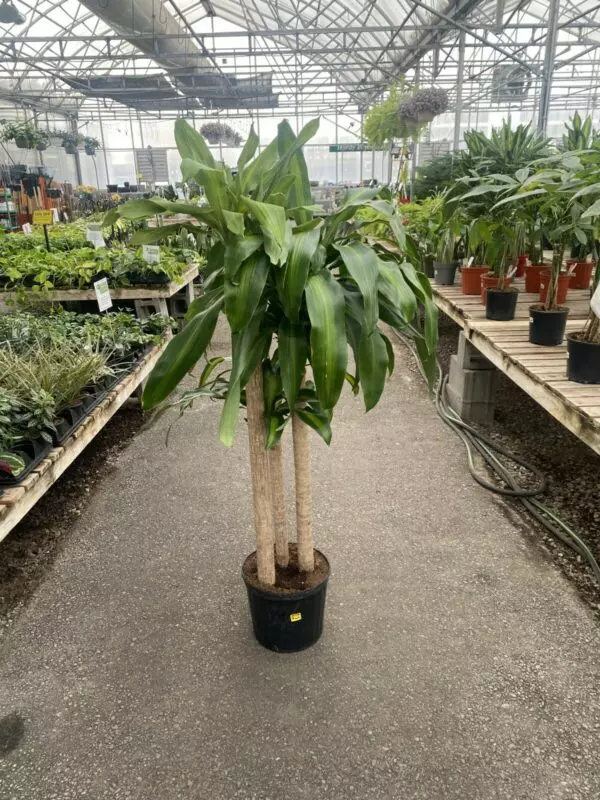 Dracaena Fragrans- 3 Stem