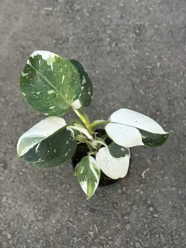 Philodendron "White Wizard"