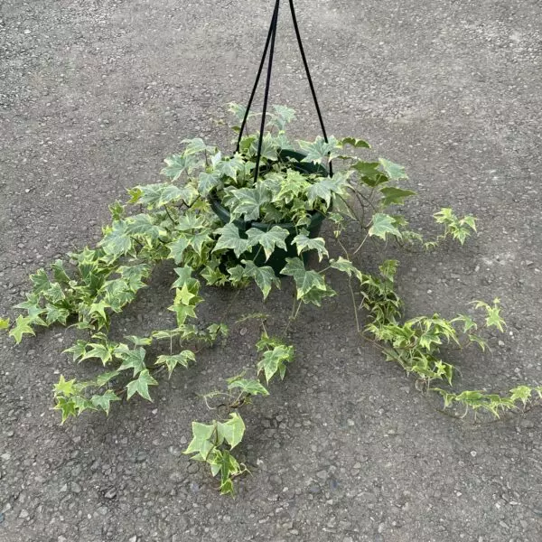 English Ivy - Variegated
