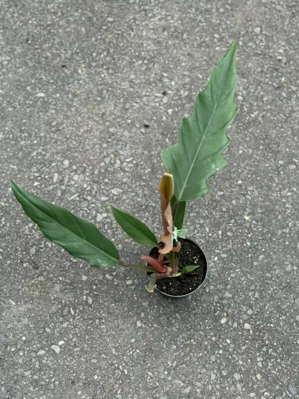 Philodendron Pluto