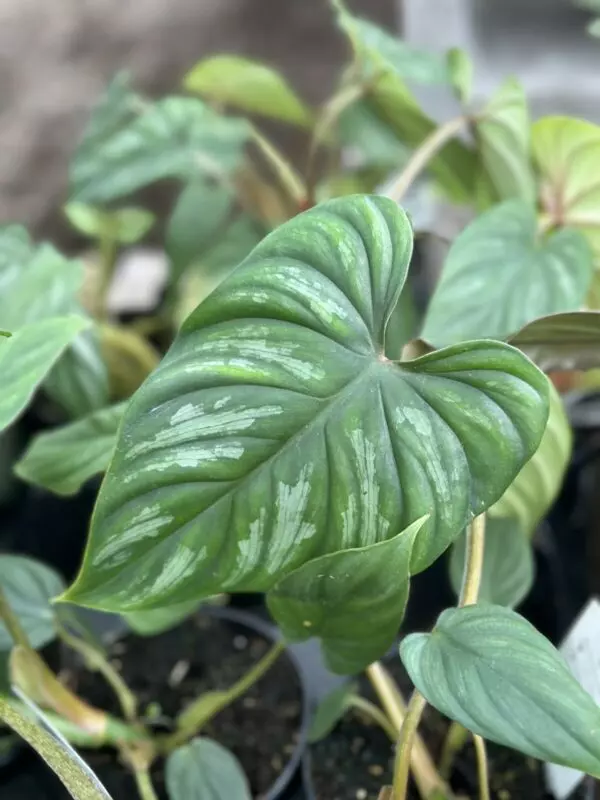 Philodendron Pastazanum