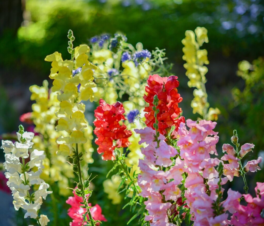 Snapdragons are edible flowers