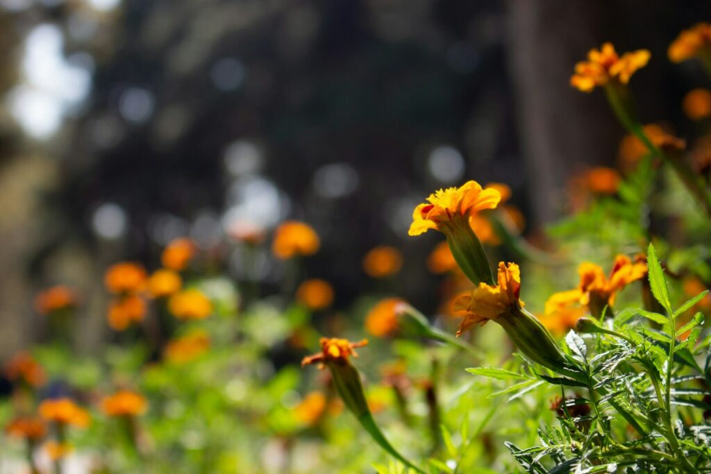 Marigolds are edible flowers