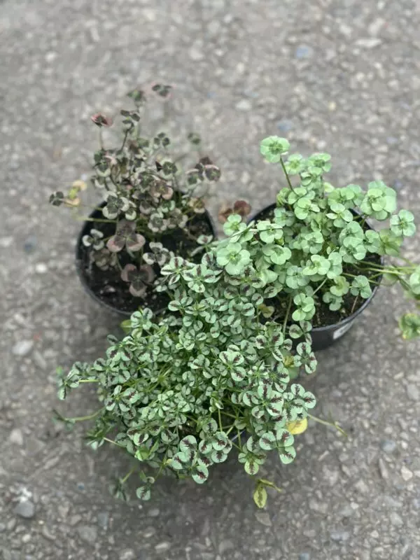 Assorted Clover Plants