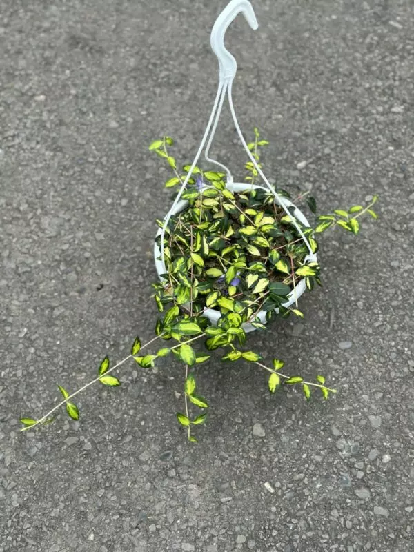 Vinca Vine Illumination