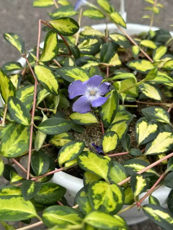 Vinca Vine Illumination - Image 2