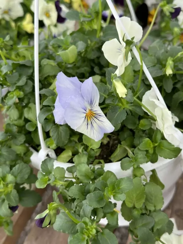 Assorted Pansy Hangers - Mixed Colours - Image 2