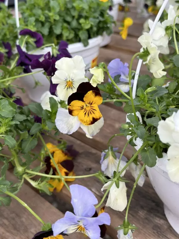 Assorted Pansy Hangers - Mixed Colours