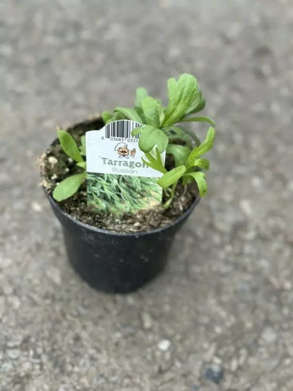 Russian Tarragon Plants - Culinary Herbs
