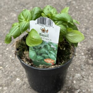 Basil Plants - Culinary Herbs