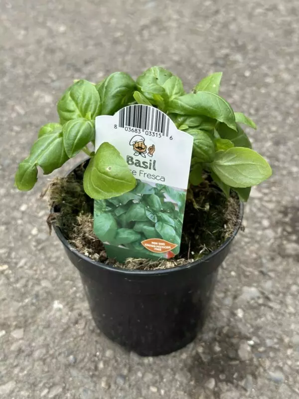 Basil Plants - Culinary Herbs