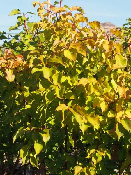 Casino Apricot – Trees & Shrubs