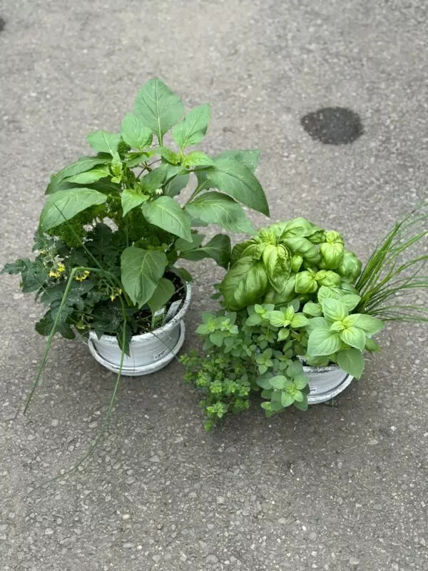 Veggie and Herb Bowls