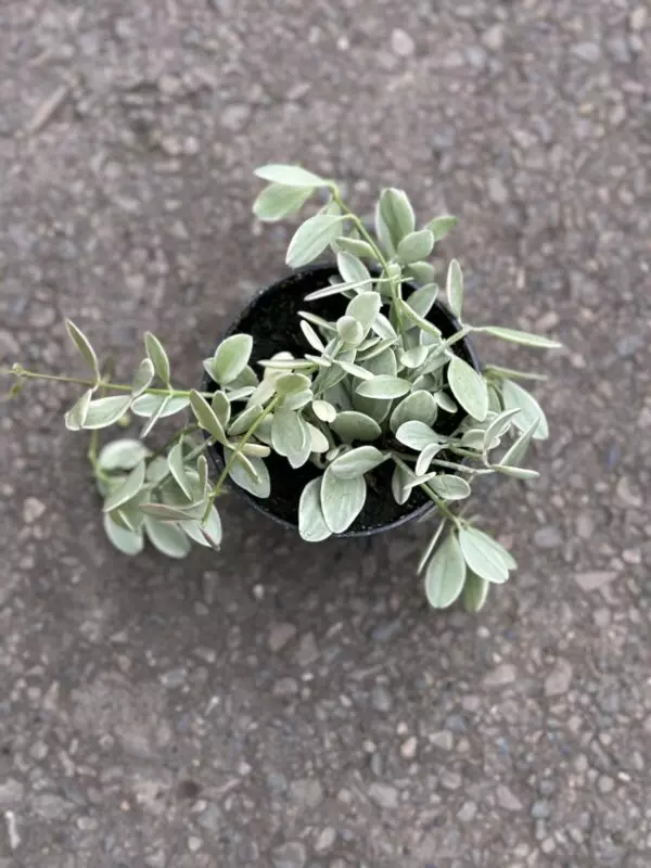 Dischidia 'White Diamond' (Dischidia oiantha) - Tropicals & Houseplants