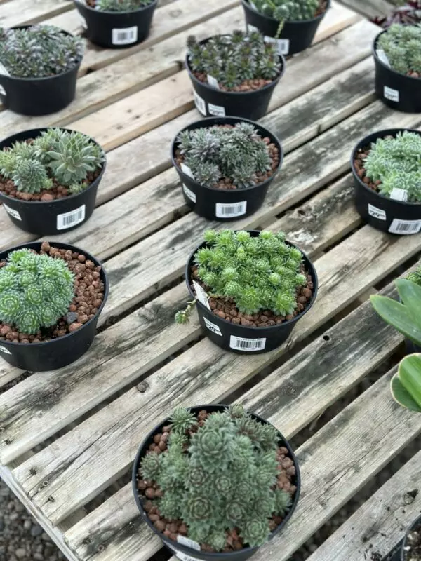 Hens and Chicks Bowls