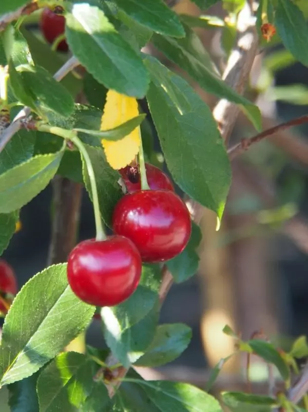 Juliet Cherry (Shrub) – Trees & Shrubs