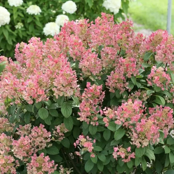Little Quick Fire Hydrangea – Trees & Shrubs