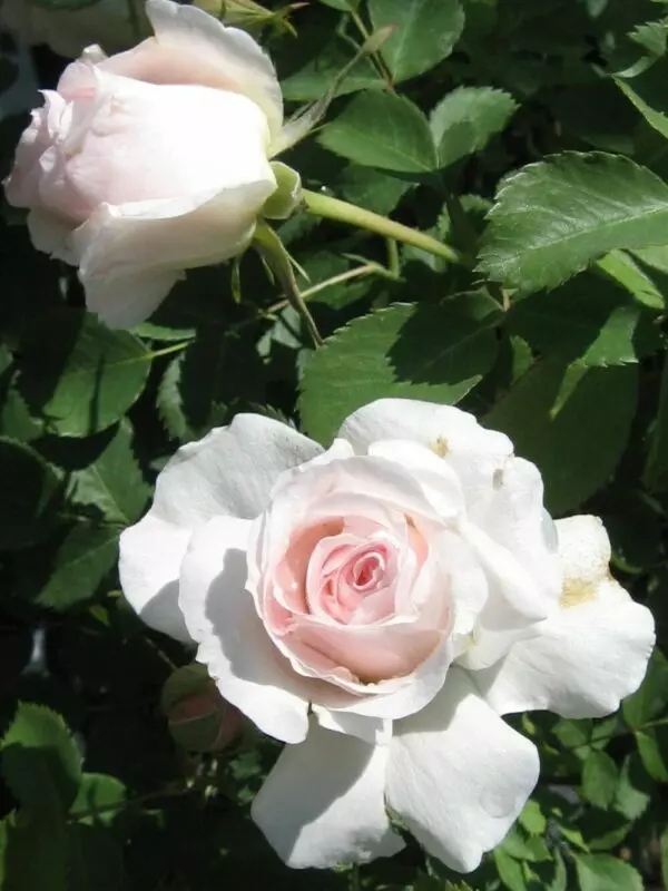 Morden Blush Rose – Trees & Shrubs