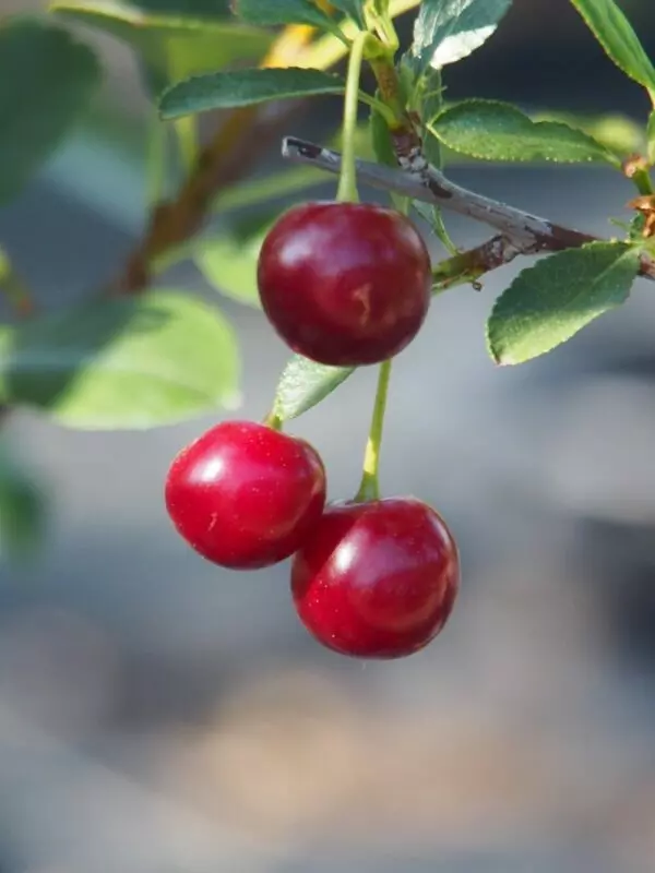 Romeo Cherry (Shrub) – Trees & Shrubs