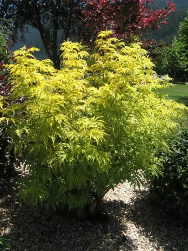 Sutherland Golden Elder – Trees & Shrubs