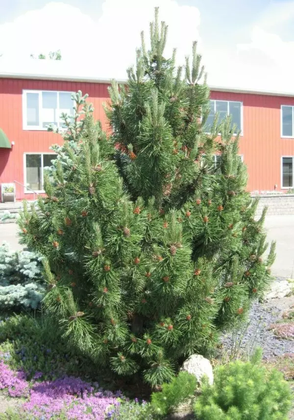 Tannenbaum Mugo Pine – Trees & Shrubs