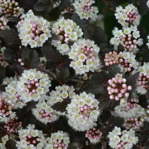 Tiny Wine Ninebark – Trees & Shrubs