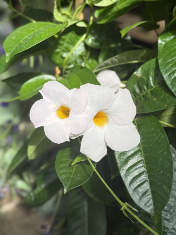 Huge Mandevilla Vines (Pink or White) - Tropicals/Houseplants - Image 2