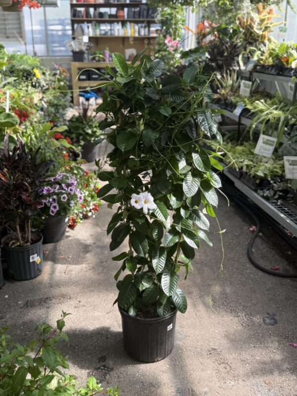 Huge Mandevilla Vines (Pink or White) - Tropicals/Houseplants