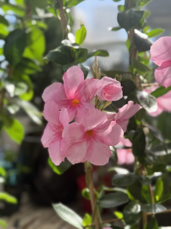 Huge Mandevilla Vines (Pink or White) - Tropicals/Houseplants - Image 3