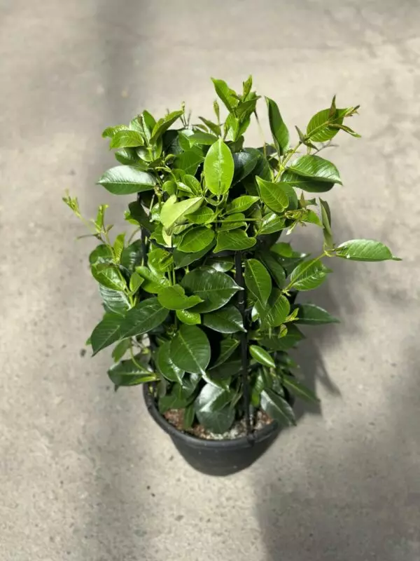 Mandevilla Vines (Red or White) - Tropicals/Houseplants