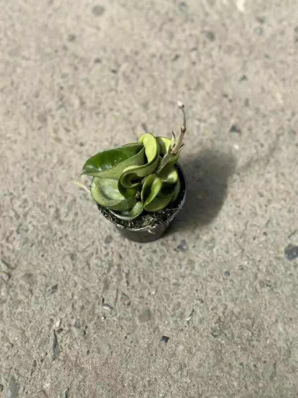 Hoya Hindu Rope (Hoya Compacta) - Tropicals & Houseplants