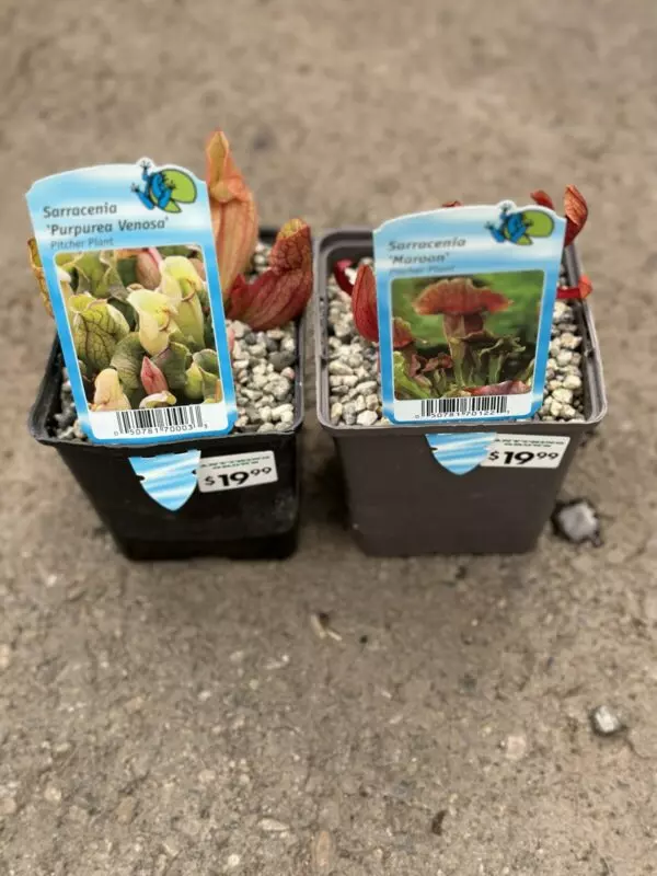 Pitcher Plants - Pond & Water Plants