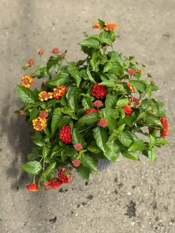 Lantana Planter