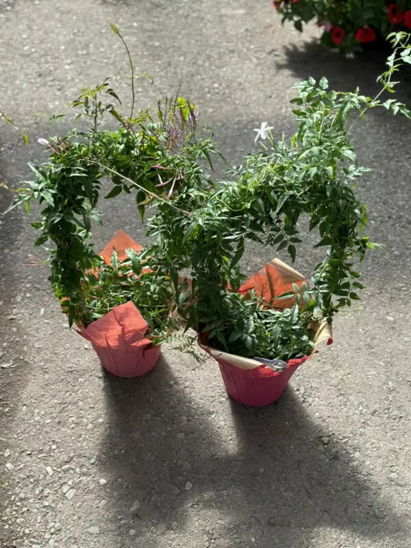 White Jasmine with Trellis (Jasmine Polyanthum) - Tropicals & Houseplants - Image 2