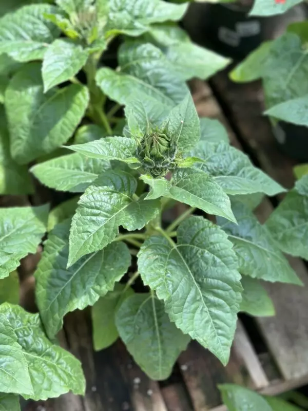 Sunflowers - Annuals