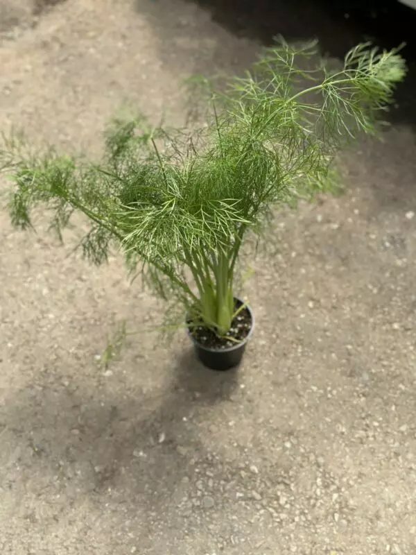 Fennel - Culinary Herbs