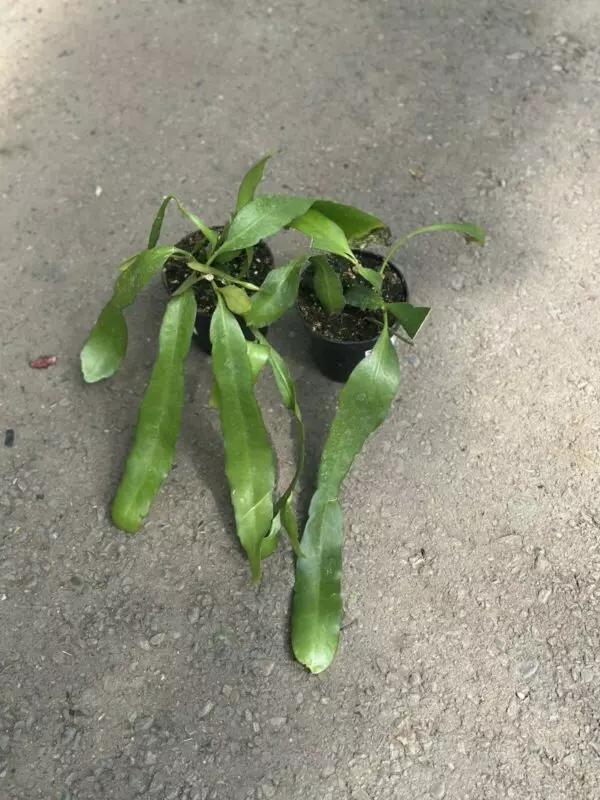 Orchid Cactus