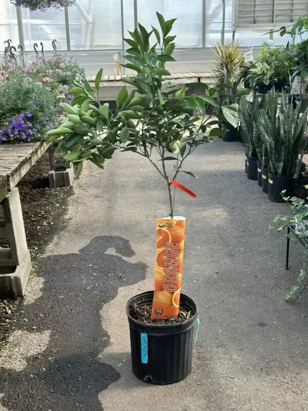 Large Orange Tree