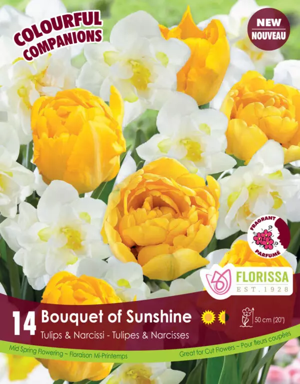 Colourful Companions 'Bouquet of Sunshine' (Tulips & Narcissi)