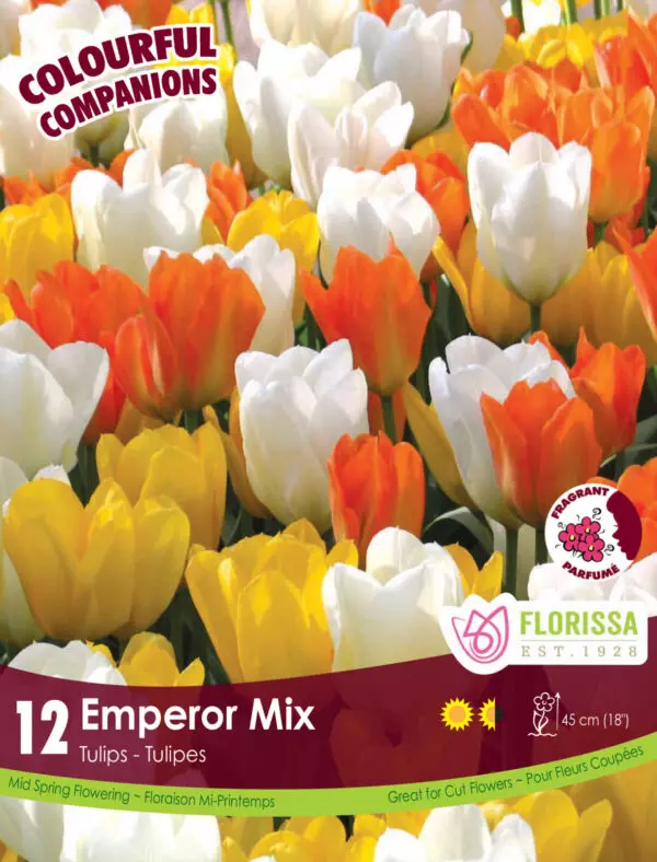 Tulips - Emperor Mix