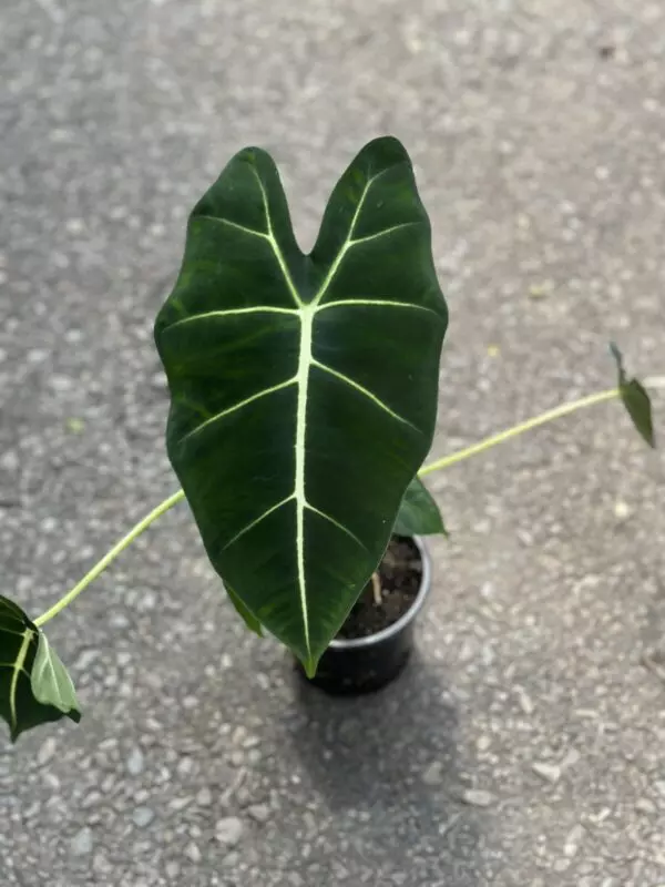 Alocasia Frydek