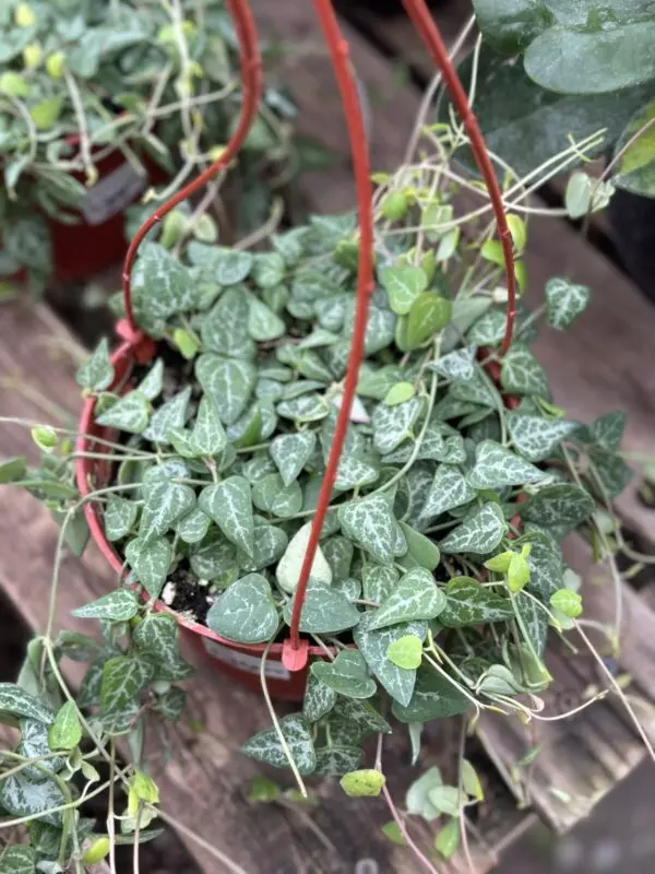 String of Spades Tropicals & Houseplants
