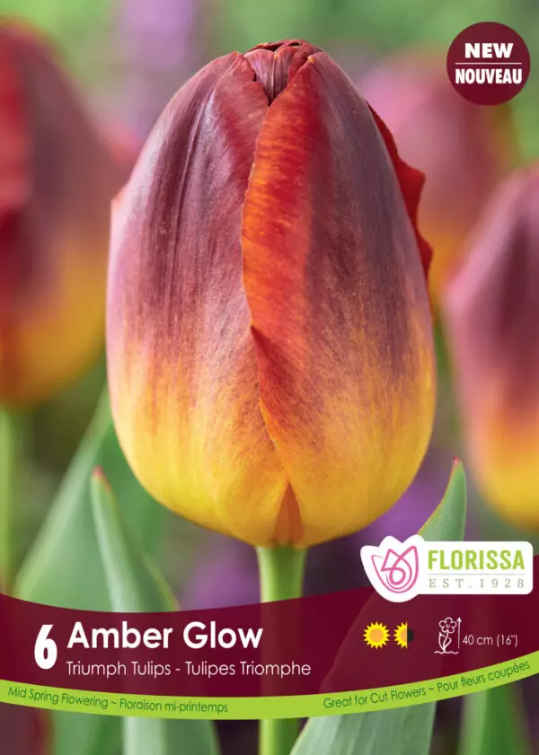 Tulips - Amber Glow