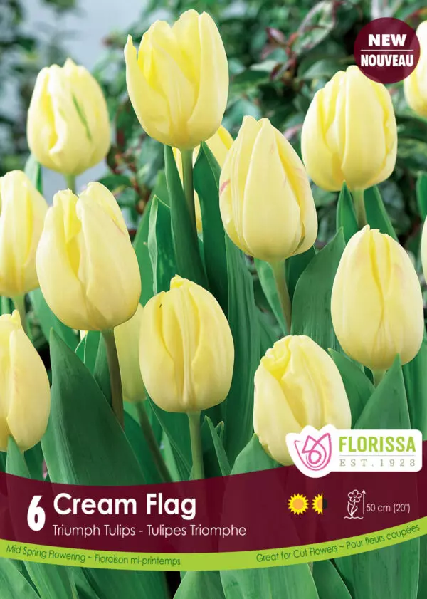 Tulips - Cream Flag