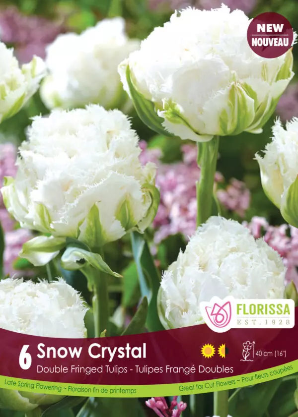 Tulips - Snow Crystal