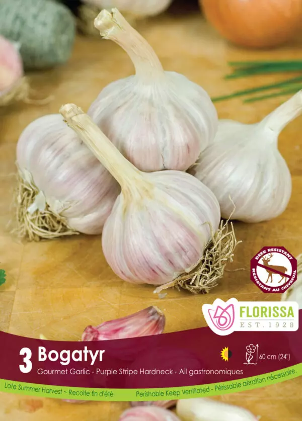Bogatyr Garlic (Hardneck)